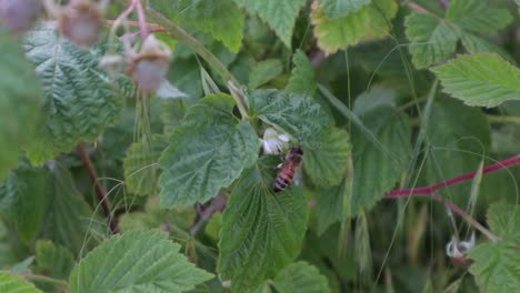 tiny-honey-been-flying-off-raspberry-bush-leaf-in-spring-daytime,-handheld