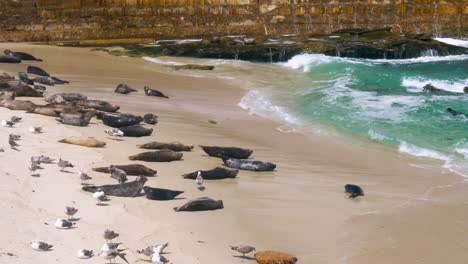 seals-sunbathing-at-the-shores-of-San-Diego,-California