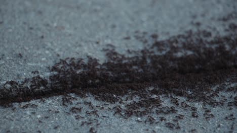 Ameisen-Bewegen-Sich-Um-Einen-Bürgersteigspalt-Herum