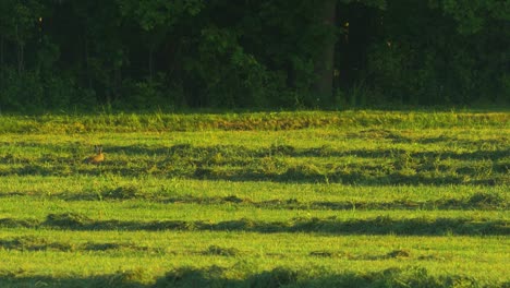 Brown-European-hare-eats-grass-in-freshly-mown-meadow-in-sunny-summer-evening,-wide-shot-from-a-distance