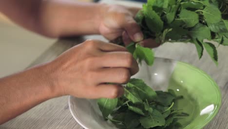 Thai-woman-is-tearing-green-basil-leaves-and-putting-them-in-a-plate,-preparing-for-spicy-fried-chicken-with-basil-leaves-recipe
