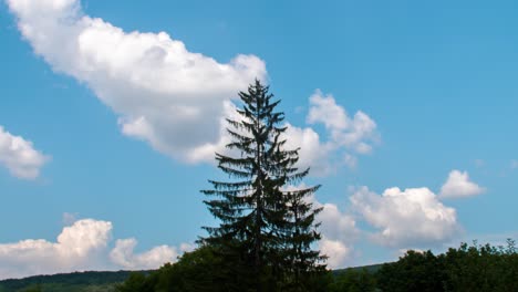 Time-lapse-of-clouds-at-summer-behind-a-huge-pine-tree