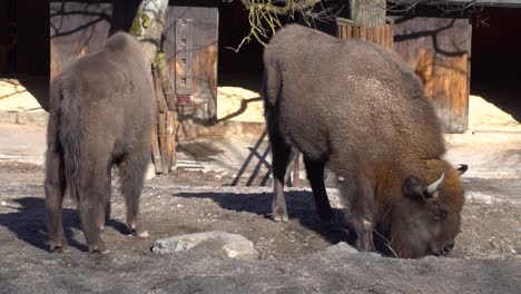 Búfalos-Comiendo-Del-Suelo-En-El-Entorno-Del-Zoológico