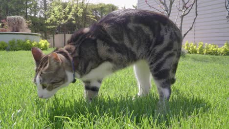 Eine-Katze-Mit-Amputiertem-Vorderbein-Schnüffelt-Im-Garten-An-Gräsern