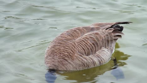 A-Canada-Goose-foraging-for-food-in-an-urban-pond