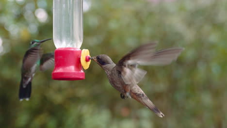 Couple-of-hummingbirds-feeding-on-a-feeder-in-Mindo-Ecuador-gardens