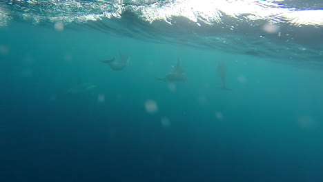 A-group-of-dolphins-swim-near-a-speedboat,-underwater-shot