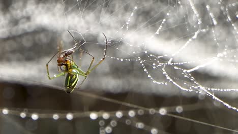 Spider-wraps-prey-caught-on-web-covered-in-dew-drops,-orb-weaver