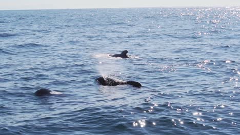 lateral-shot-of-three-pilot-whales-breathing-in-tarifa,-gibraltar,-spain,-backlight-slowmotion