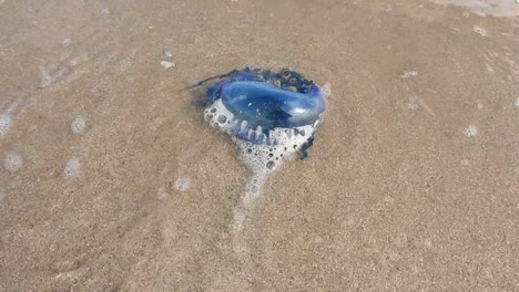 The-Portuguese-man-o'-war-Bluebottle-jellyfish-washed-up-in-Tarfaya-Morocco-beach