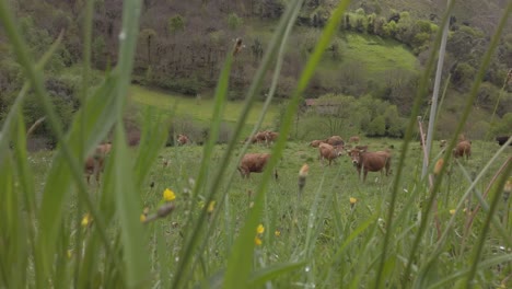 Moving-shot-of-brown-cows-standing-in-a-field