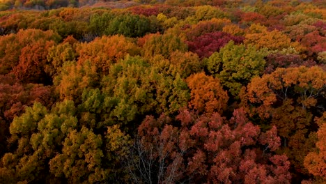 Drohnenrotationsflug-über-Bunte-Herbstbäume-In-4k-Illinois
