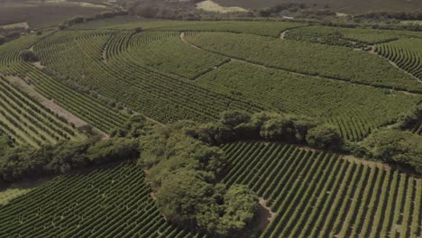 coffe-farms-aerial-drone-footage