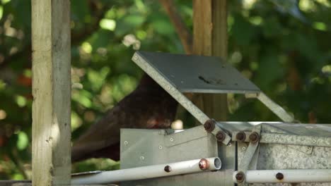 A-Kaka-parrot-eating-from-a-feeder-in-Zealandia,-Wellington-NZ