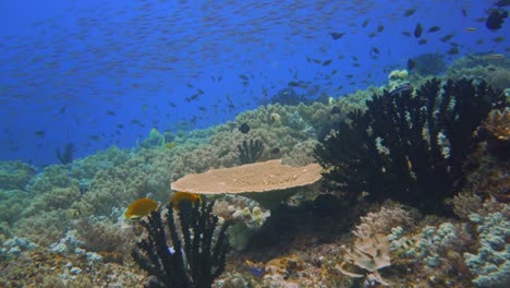Un-Baño-Muy-Tranquilo-A-Través-De-Un-Concurrido-Arrecife-De-Coral.