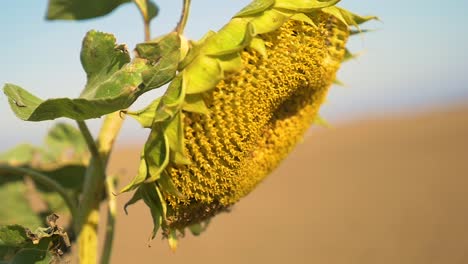 Nahaufnahme-Einer-Sonnenblume-Im-Herbst-In-Zeitlupe