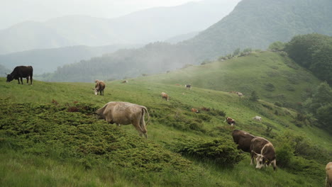 Herde-Freilaufender-Rinder,-Die-Auf-Einer-Bergwiese-Unter-Dem-Nebel-Weiden