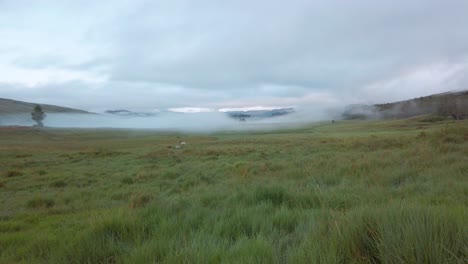 Wide-shot-of-foggy-pasture-with-distant-horses-grazing-in-valley-at-dawn