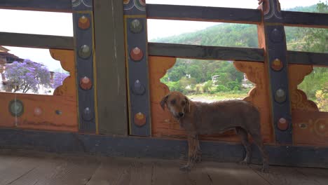 A-homeless-stray-dog-looking-for-some-medical-treatment,-walking-on-the-bridge-at-Punakha-Bhutan