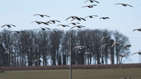 Thousands-of-geese-flying-above-field-and-eating-cereal