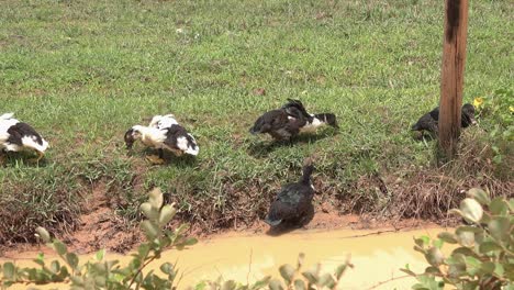 Close-Shot-of-Ducks-in-a-Muddy-Pond