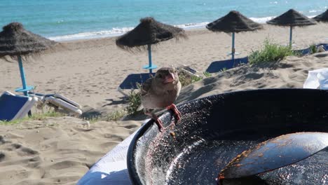 Sweet-bird-at-the-beach-near-Paella-plate,-Marbella-Spain