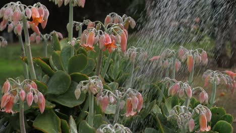 Watering-beautiful-orange-and-yellow-flowering-succulents,-slow-motion