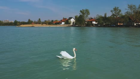 Closer-afternoon-drone-view-from-a-swimming-swan-near-the-shore-of-Zamárdi,-Lake-Balaton