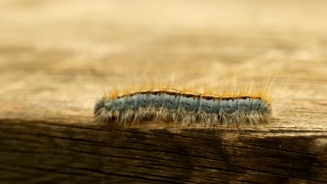 Extreme-macro-close-up-and-extreme-slow-motion-of-a-Western-Tent-Caterpillar-moth-walking-on-a-wood-railing