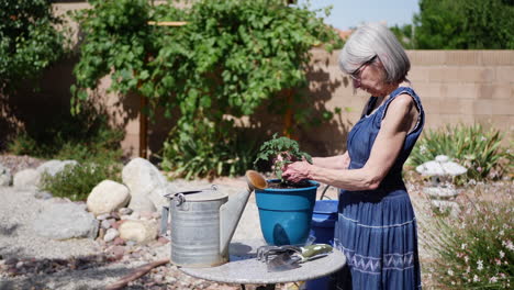 A-beautiful-middle-aged-woman-gardening-and-planting-a-tomato-in-the-backyard-sunshine-SLOW-MOTION