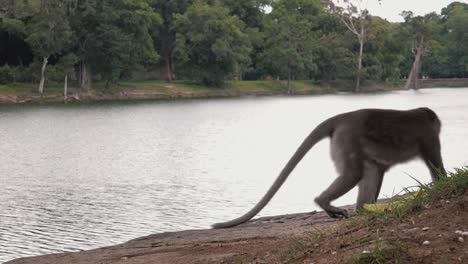 Medium-Shot-of-a-Macaque-Monkey-Sat-by-the-River