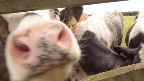 Slow-Motion-Shot-of-a-Dairy-Cow-Attempting-to-Lick-the-Camera-through-a-Wooden-Fence-in-Rural-Yorkshire