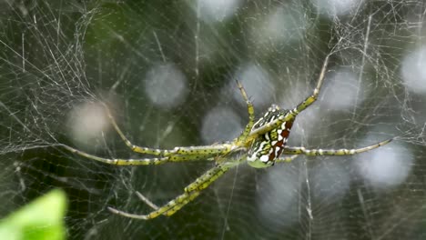 Große-Spinnenzeltweberin-Wartet-Auf-Beute,-Statisches-Makro,-Cyrtophora-Moluccensis