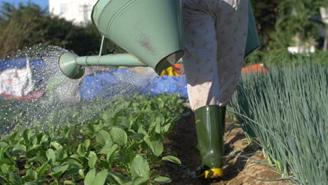 Bauer-Bewässert-Bio-Gemüsegarten-Mit-Gießkannen---Wassertropfen-In-Zeitlupe-Auf-Blättern