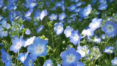 Field-of-the-Blue-Nemophila-Flower-in-Hibiya-Park-Garden--Tokyo,-Japan-in-summer-spring-sunshine-day-time--4K-UHD-video-movie-footage-short