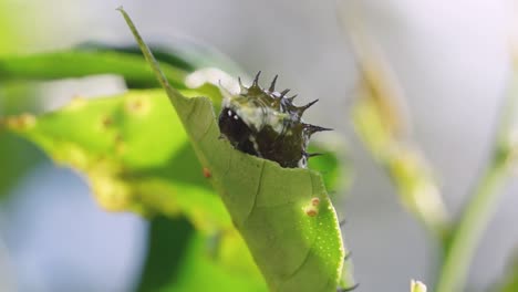 Papilo-Aegeus-early-instar-caterpillar-eating-leaf-of-a-citrus-tree