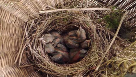 Closeup-of-small-baby-birds-nesting-in-bicycle-basket