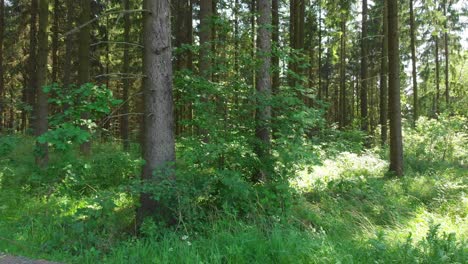 Ein-Spaziergang-Durch-Den-Wald-Mit-Sonnenstrahlen,-Die-Durch-Die-Bäume-Scheinen