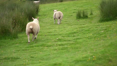 Eine-Gruppe-Schafe-Stand-Auf-Einer-Grünen-Wiese
