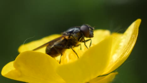 Macro-shot-of-a-fly-sitting-on-a-yellow-plant-and-blowing-in-the-wind-in-slow-motion