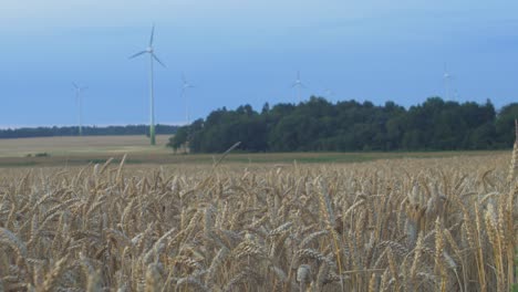 Defocused-wind-turbine-farm-producing-renewable-energy-for-green-ecological-world-at-beautiful-sunset,-ripe-golden-wheat-field-in-the-foreground,-wide-shot