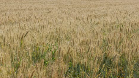 Wheat-fields.-Ripe-wheat.-It's-time-for-harvesting