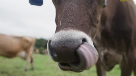 Cow-licking-its-nose-close-up