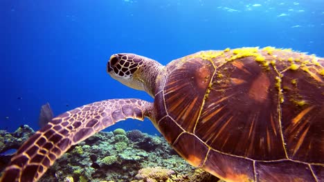 Nahaufnahme-Einer-Grünen-Schildkröte,-Die-In-Armweite-über-Das-Riff-Schwimmt