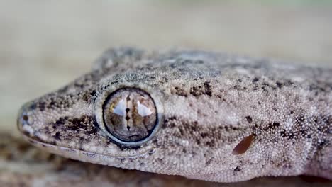 Langsames-Vergrößern-Des-Blinzellosen-Gecko-Auges,-Makroaufnahme-Einer-Bewegungslosen-Eidechse