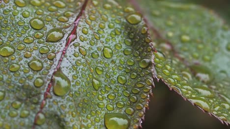 Macro-video-of-water-drops-on-rose-leaves