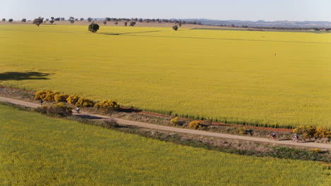 Aerial-of-large-group-of-cyclist-racing-along-dirt-roads-in-rural-Australia