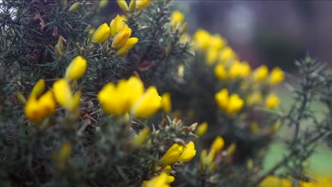 Yellow-flowers-with-thorns,-shallow-depth-of-field