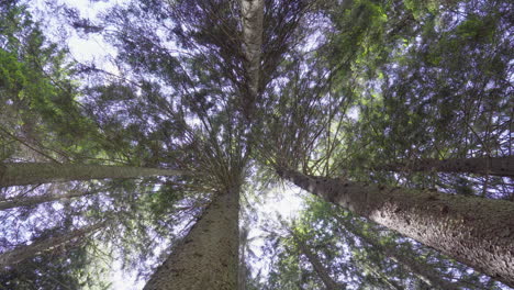 Pine-trees-filmed-from-below-in-a-forest-in-the-Italian-Alps-4K