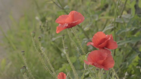 Red-poppies-growing.-wild-in-countryside
